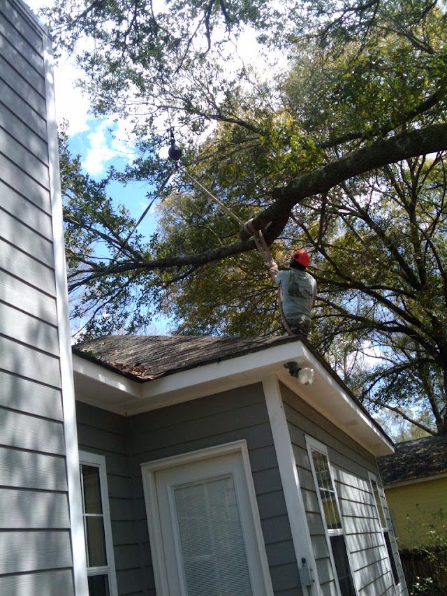Cain's Tree Service photo 3