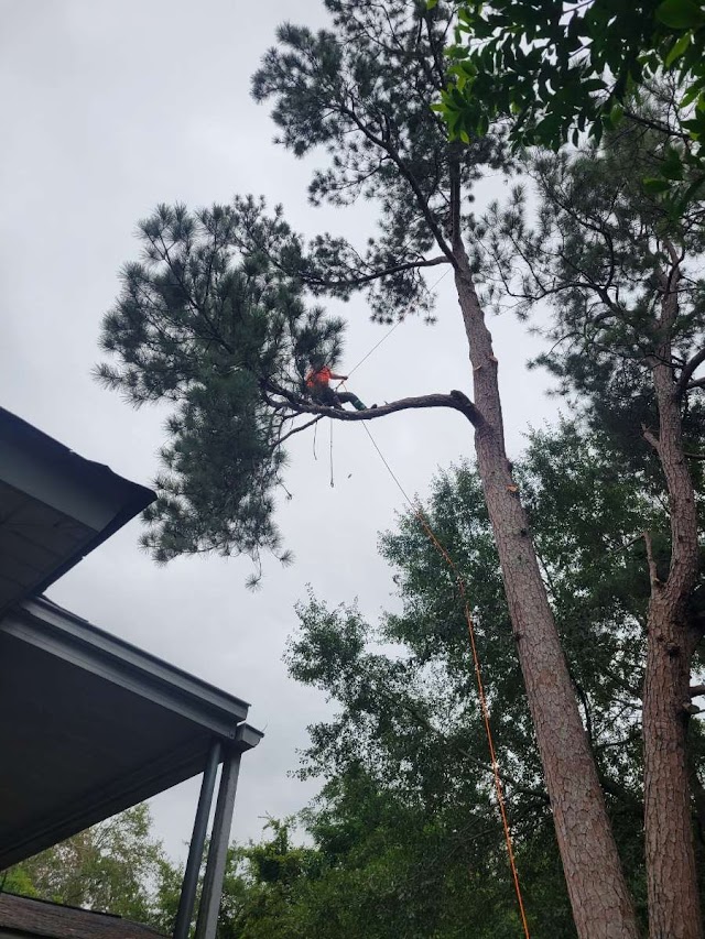 Cam's Tree Service photo 2