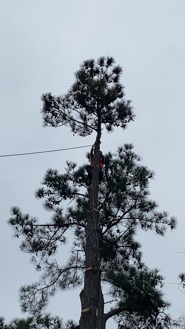Cam's Tree Service photo 3