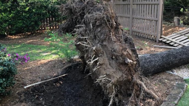 Cam's Tree Service photo 4