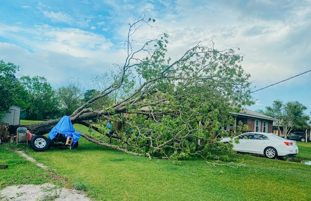 Cannon Tree Services photo 2