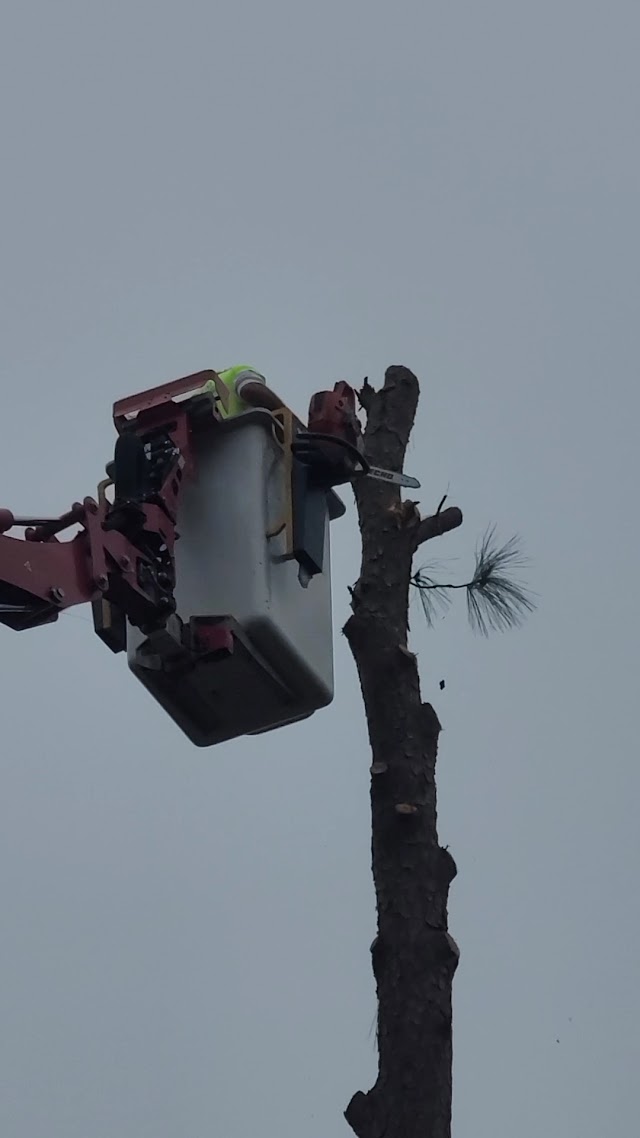 CMT Tree Service photo 2