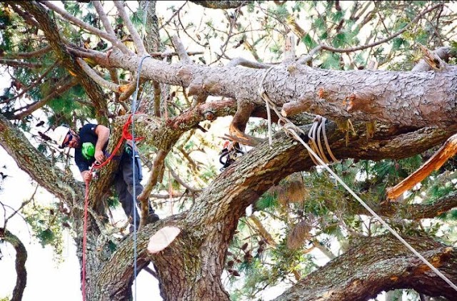 Coastal Arbor Care LLC photo 2