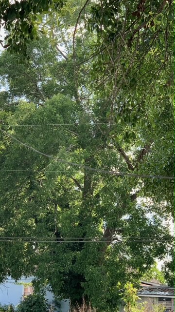 Columbus Georgia Tree Removal photo 2