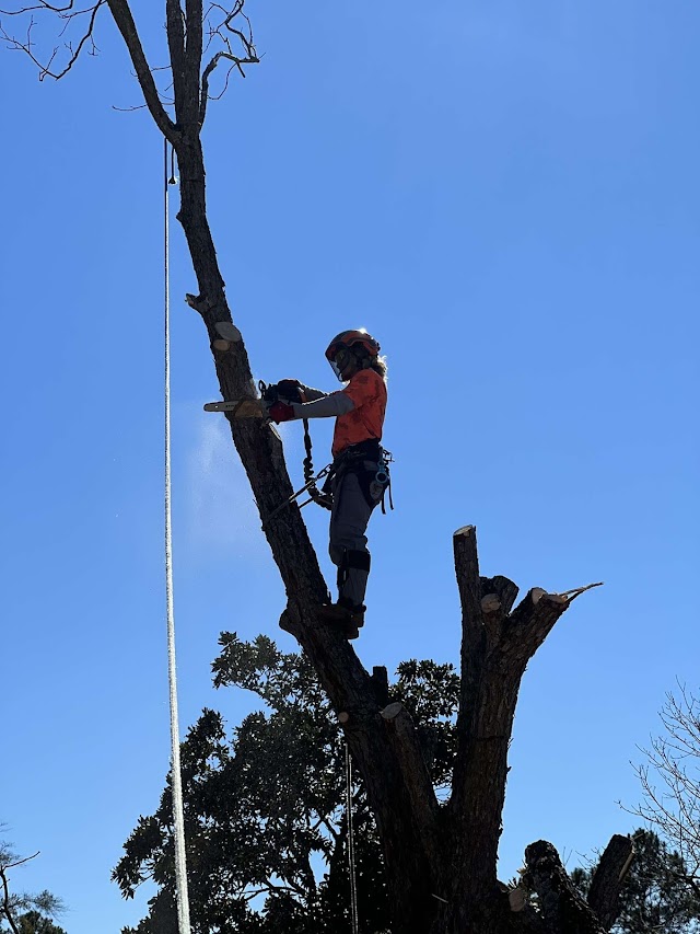 Columbus Georgia Tree Removal photo 3