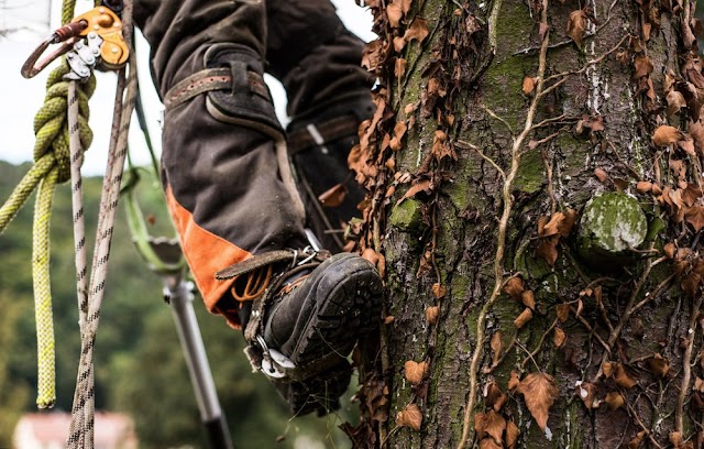 Complete Tree Care photo 2