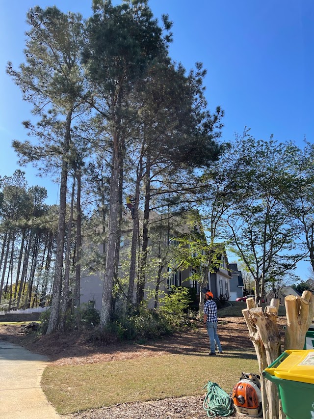 Complete Tree Care photo 4