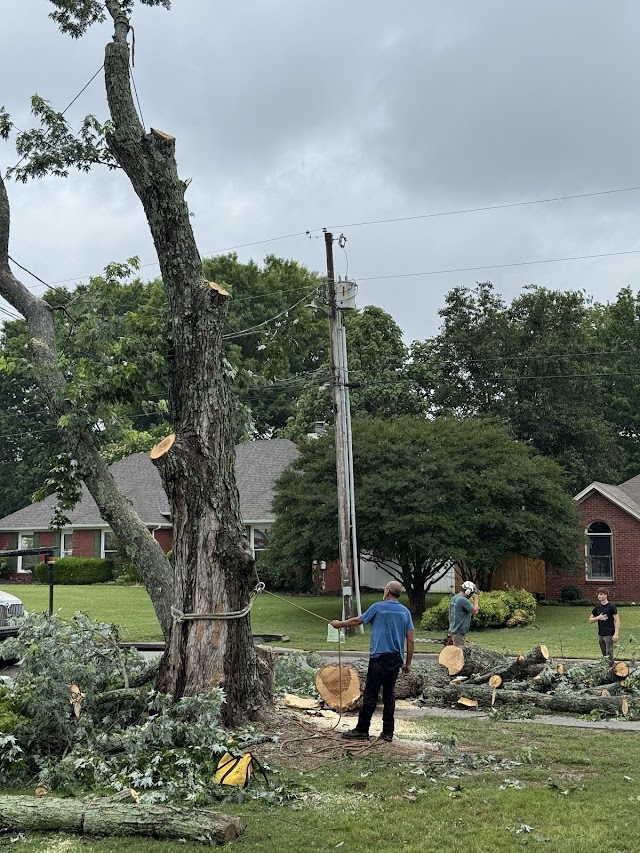 Complete Tree Service & Stump Grinding LLC photo 2