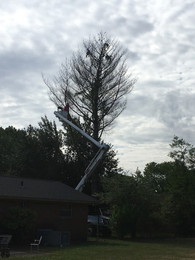 Complete Tree Service & Stump Grinding LLC photo 3