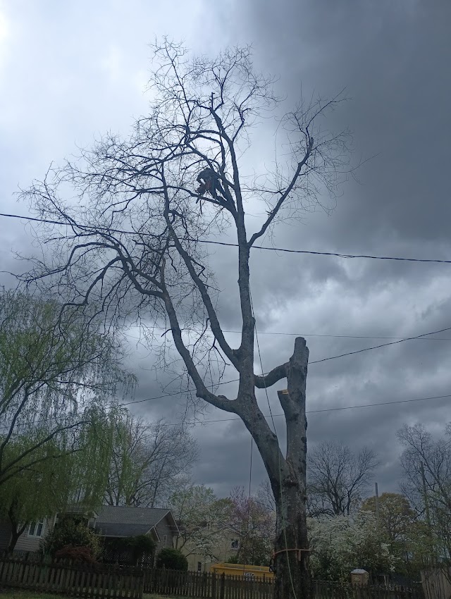 CTS Tree Services Huntsville