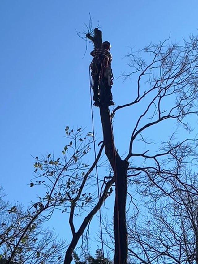 CTS Tree Services Huntsville photo 2