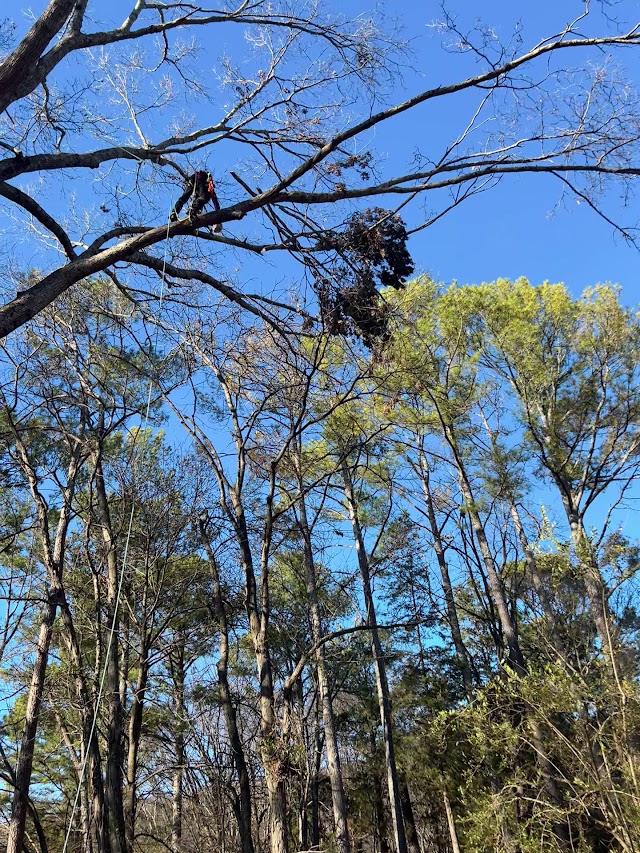 CTS Tree Services Huntsville photo 3