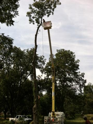 D & D Tree Services INC. photo 2