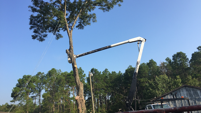 D & D Tree Services INC. photo 3