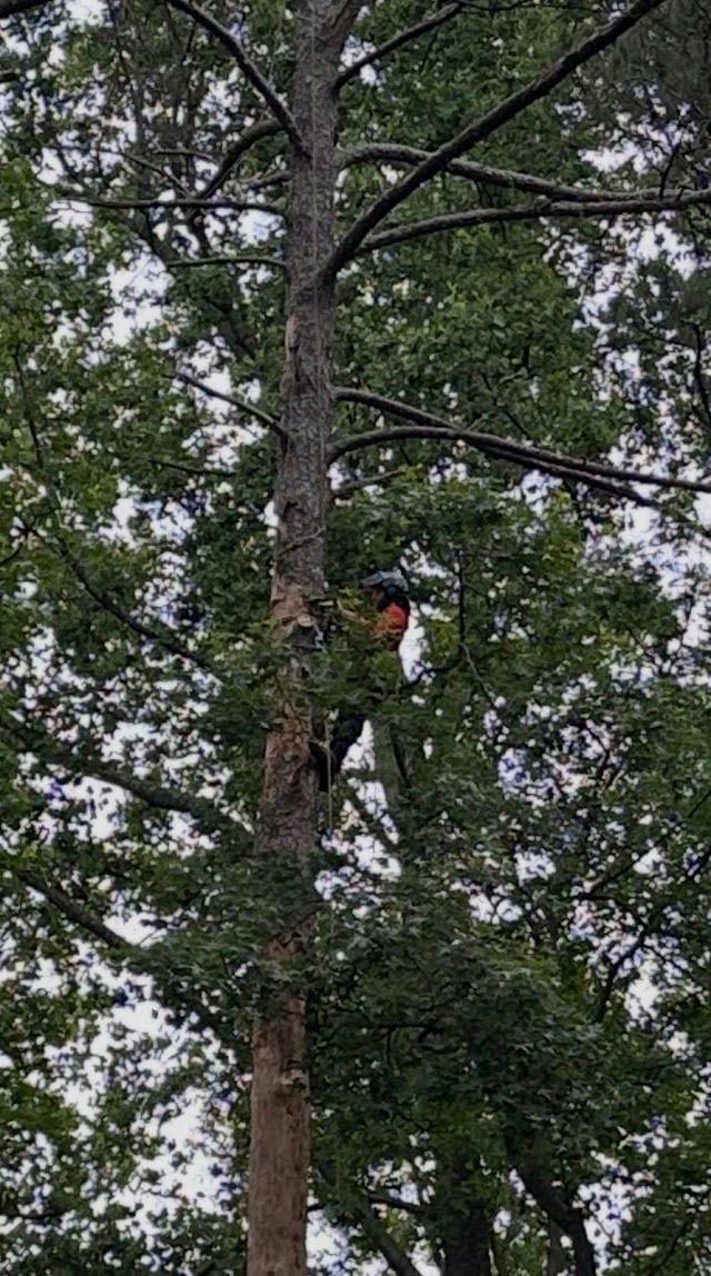 Davenport Tree Service photo 2