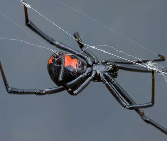 Defense Pest Solutions photo 4