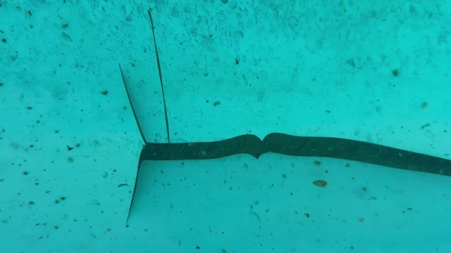 Dive N’ Patch photo 3