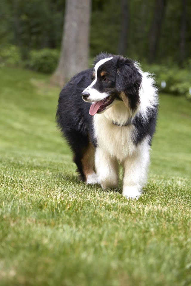 DogWatch of Central Georgia