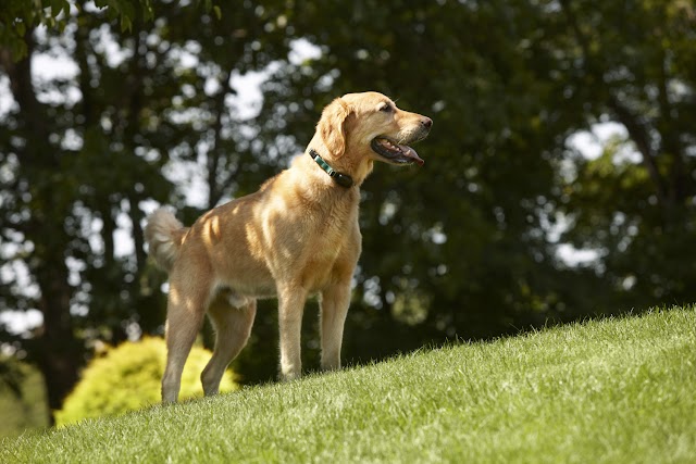 DogWatch of Central Georgia photo 2