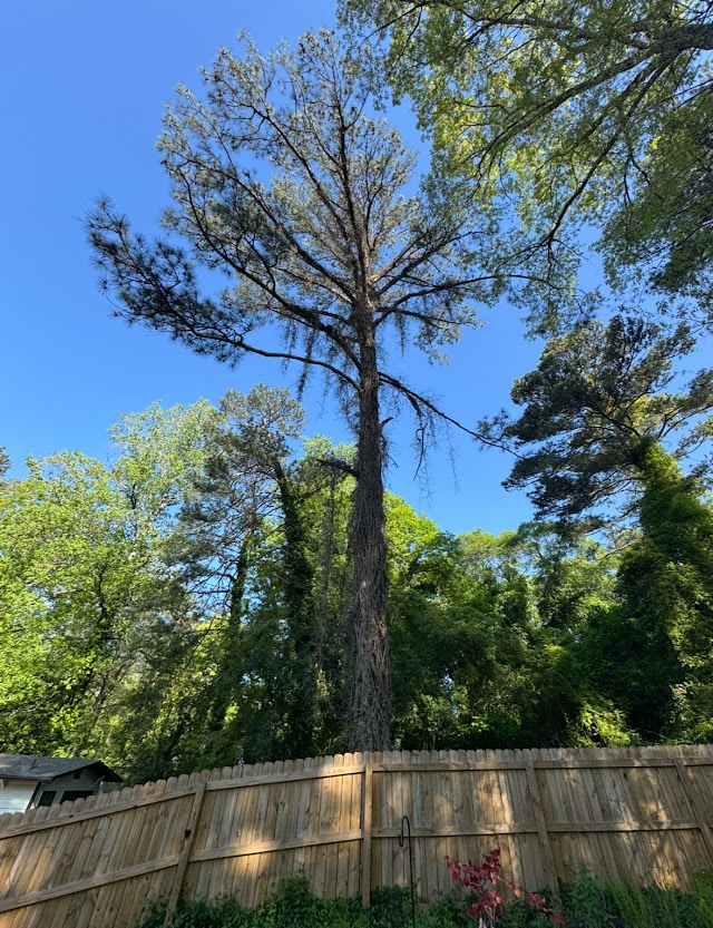 EastLake Tree Services photo 2