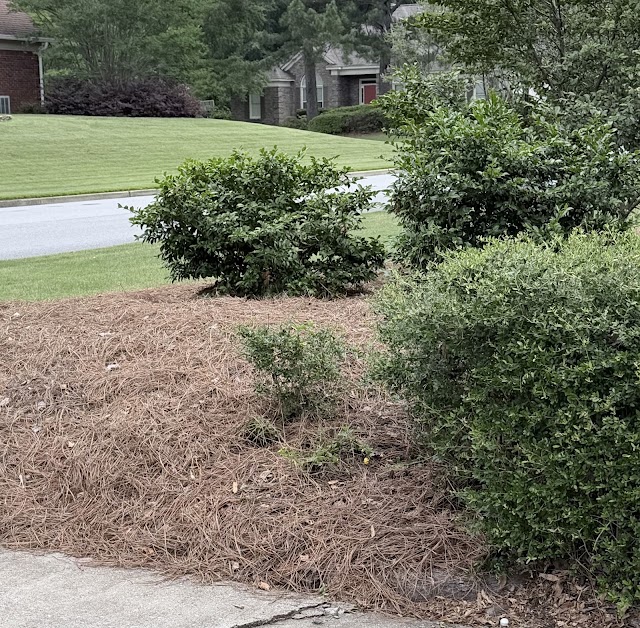 Elite Tree Service photo 2
