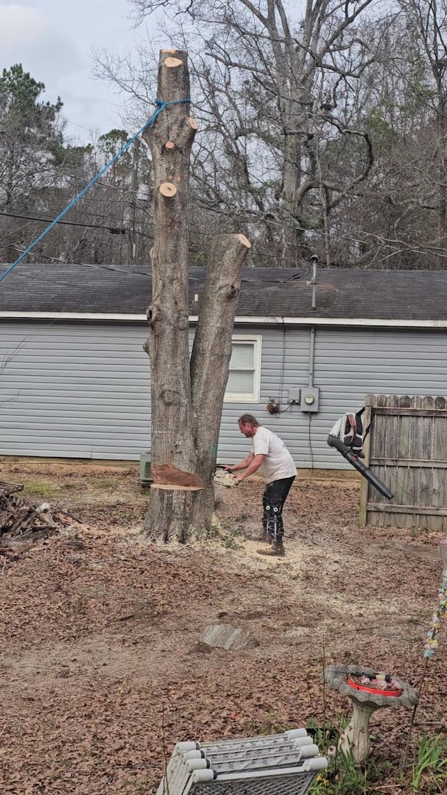 Elite Tree Service photo 3