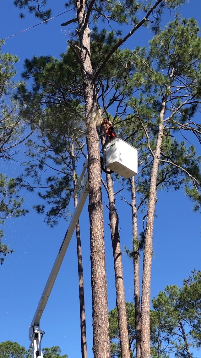Elite Tree Solutions photo 2