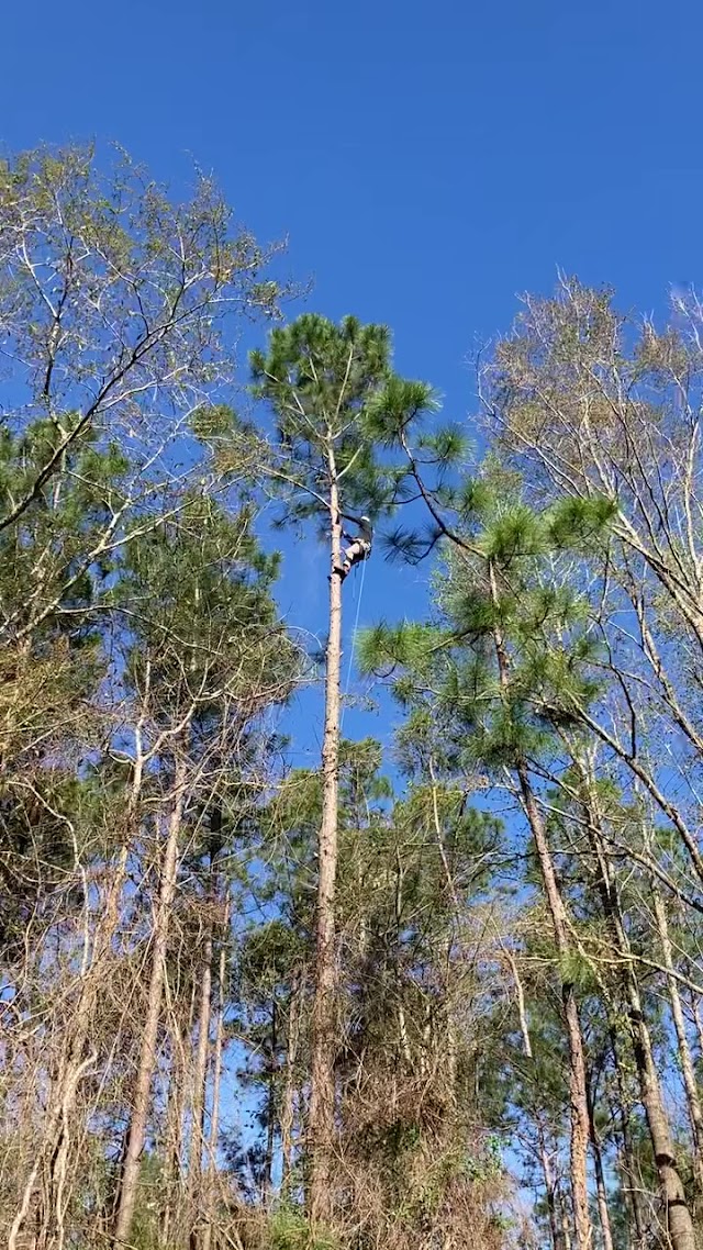 Elite Tree Solutions photo 3