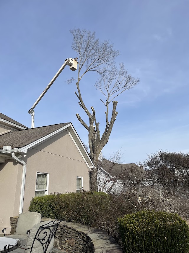 Ellison's Tree Service LLC. photo 3