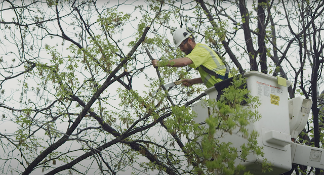 Expert Tree Service Montgomery