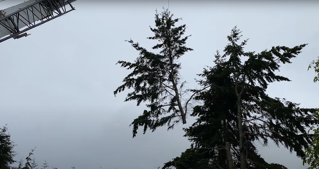 Expert Tree Service Montgomery photo 3