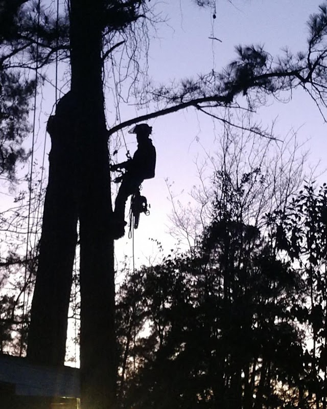 Fall Line Tree Service LLC photo 2