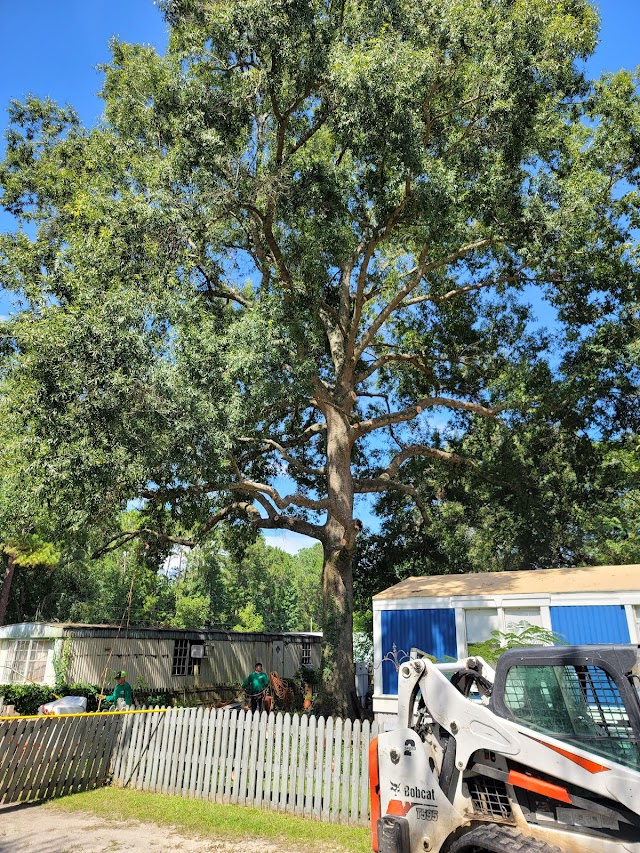 Family Tree Service photo 3