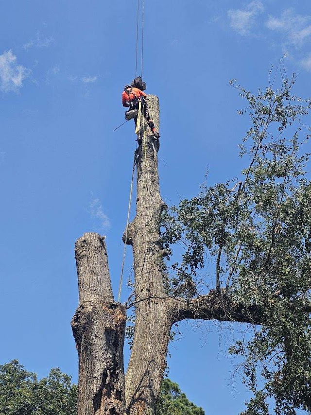 Fortson Tree Company photo 2