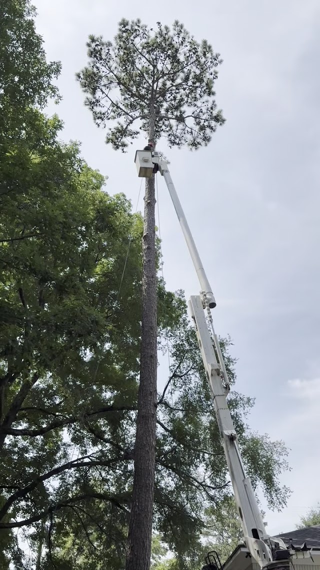 Foster's Tree Service photo 3