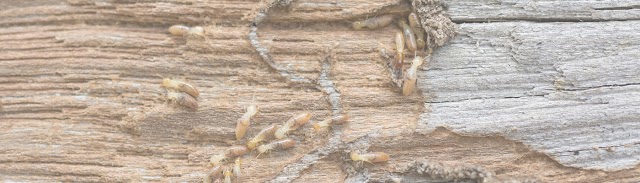 Go-Forth Pest Control photo 4