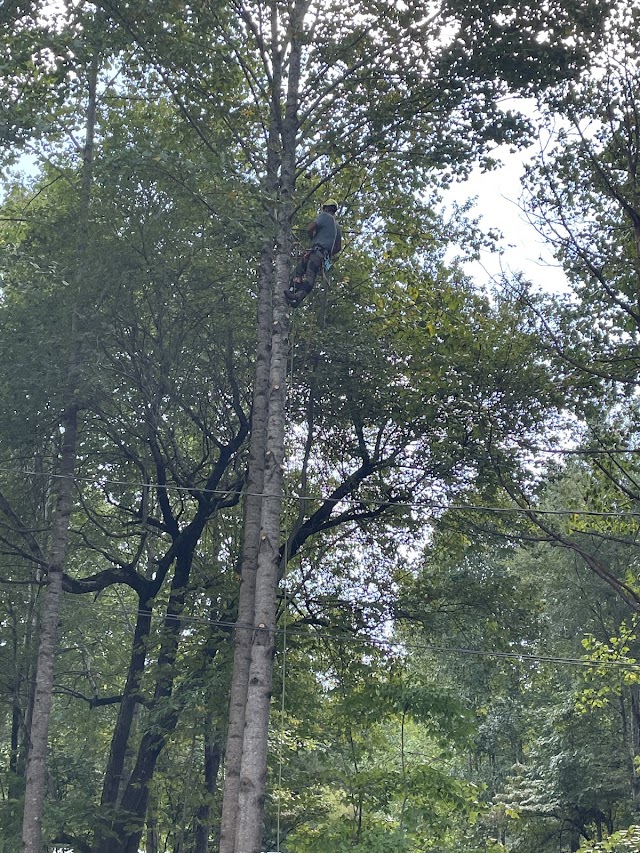 Gordon Pro Tree Service photo 4