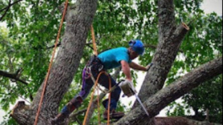 Grand Arch Tree Service LLC photo 1
