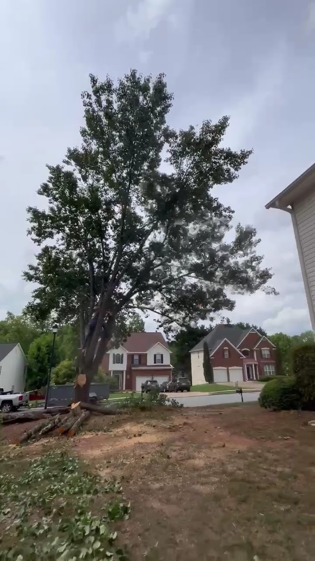 Grand Arch Tree Service LLC photo 3