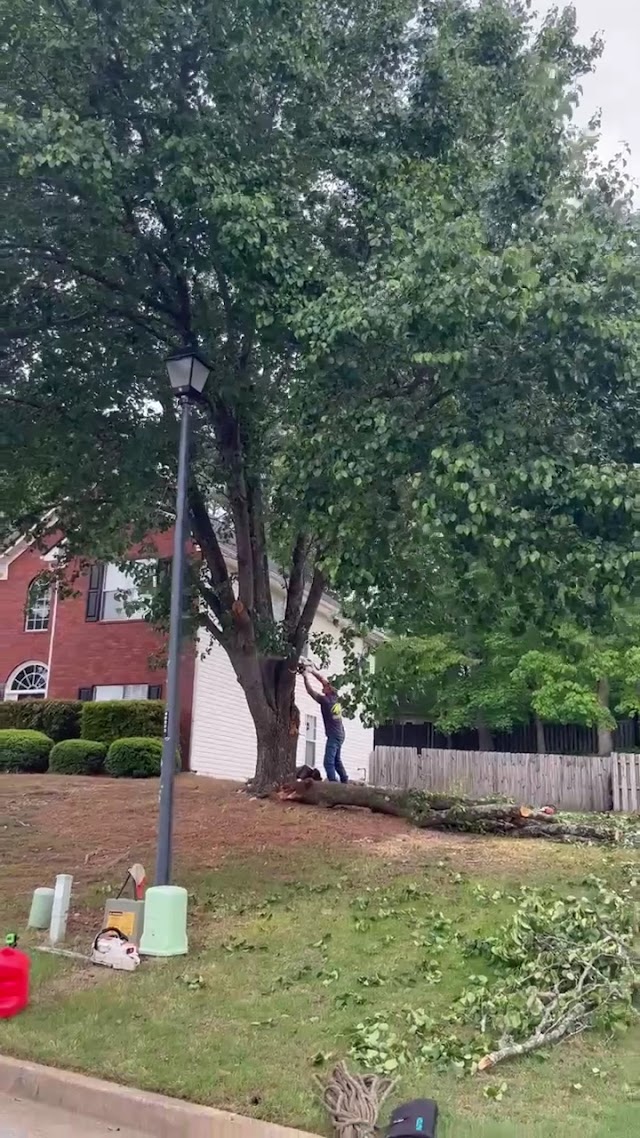 Grand Arch Tree Service LLC photo 4