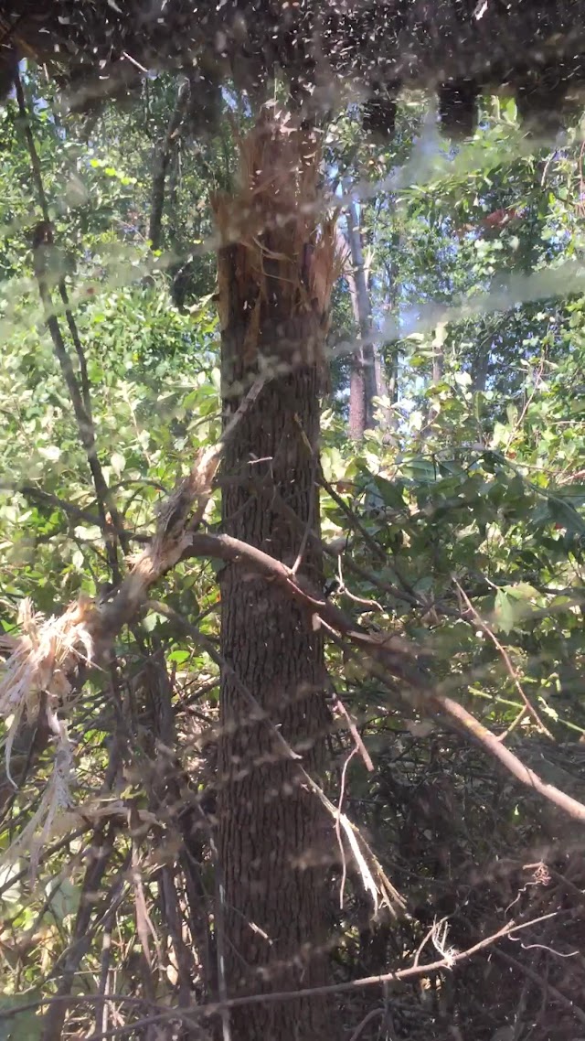 Green Acres Tree Service and Land Clearing photo 3