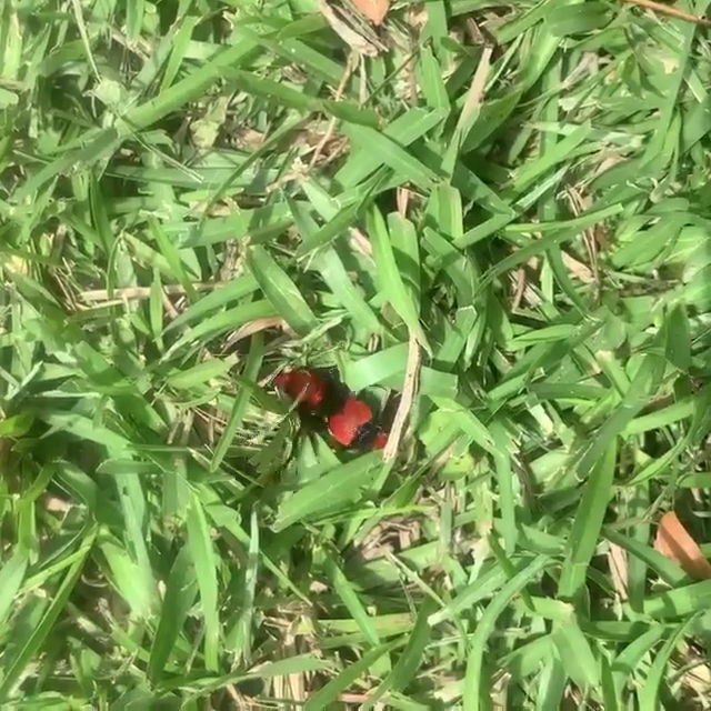 Gulf Coast Pest Control photo 3
