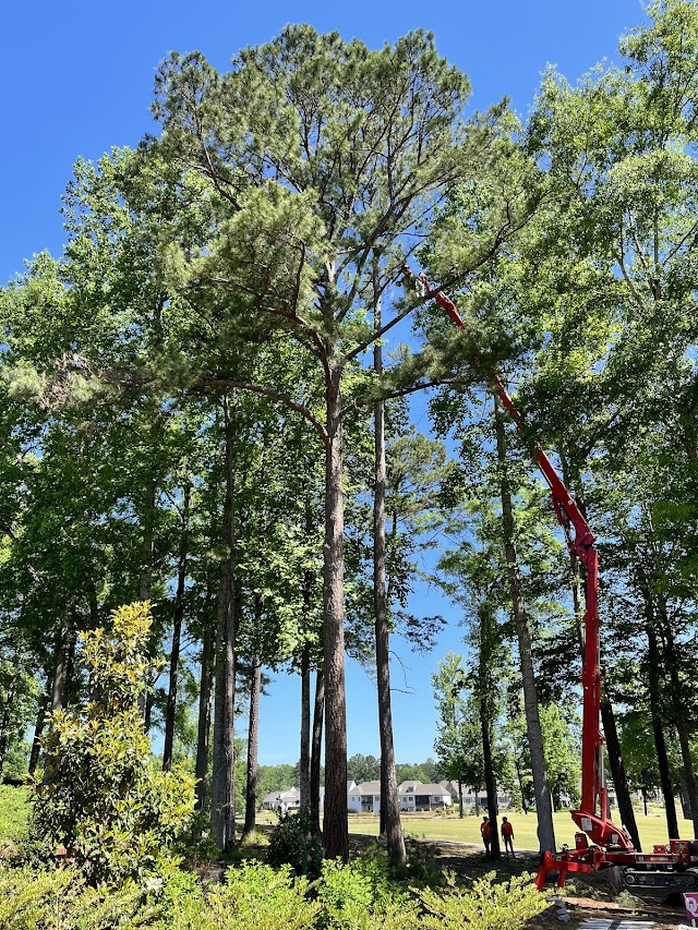 Hall's Tree Service