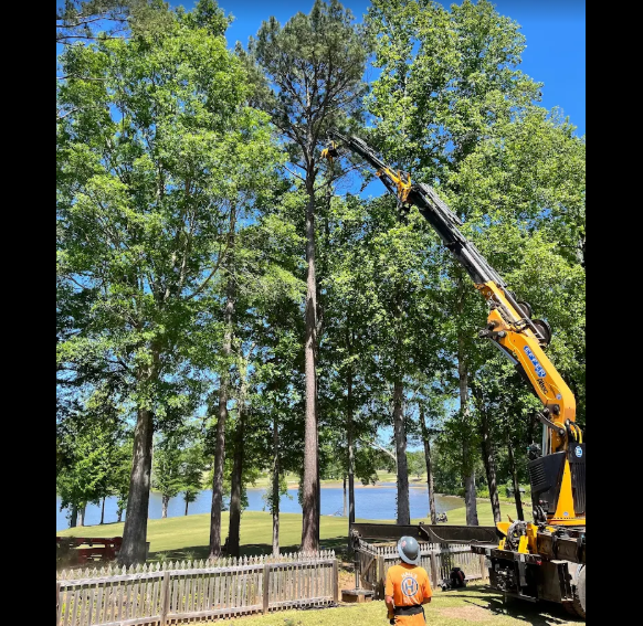 Hall's Tree Service photo 3