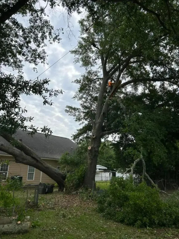 Harper Tree Service photo 2