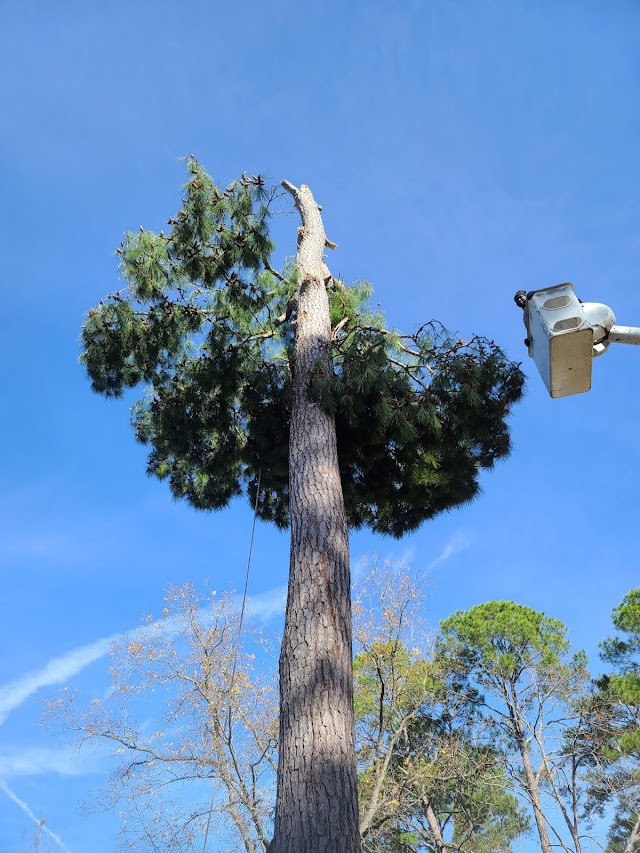 Harper Tree Service photo 3