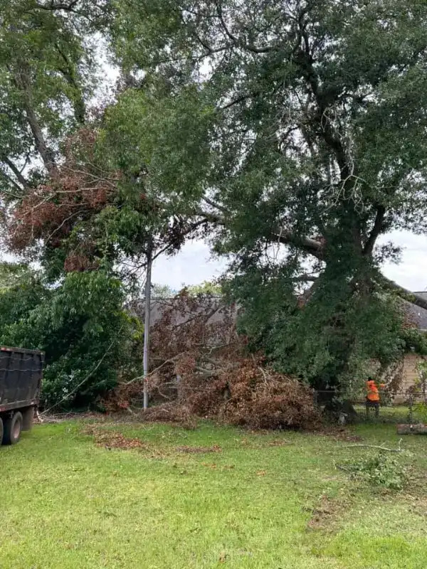 Harper Tree Service photo 4