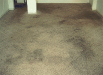 Heaven’s Best Carpet Cleaning Athens GA photo 2