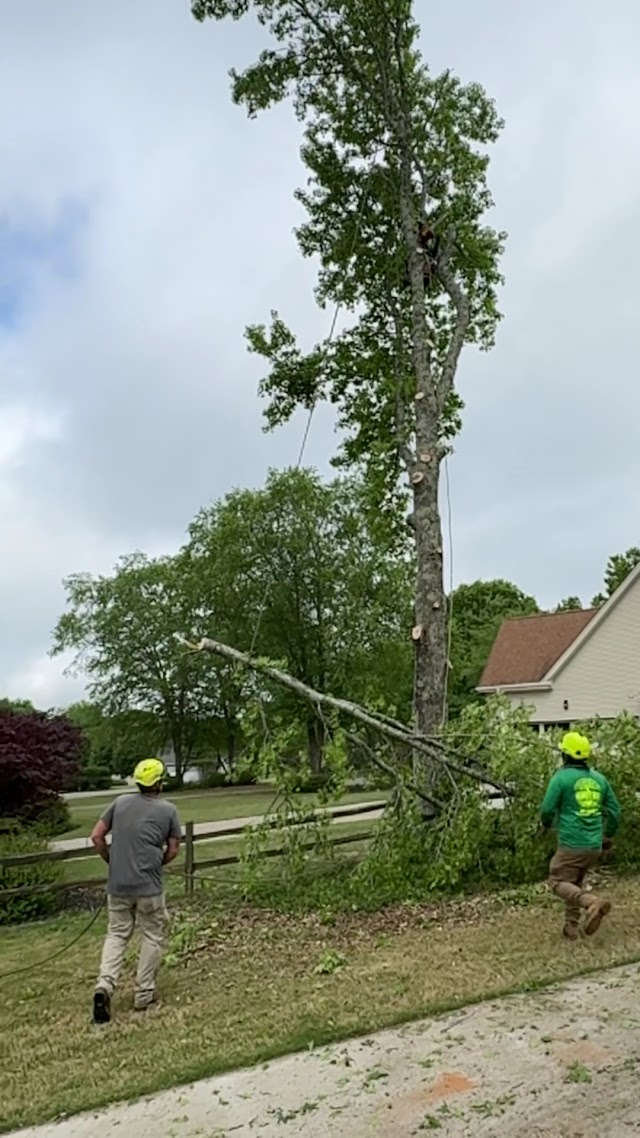 HEAVENS GATE TREE SERVICE photo 2