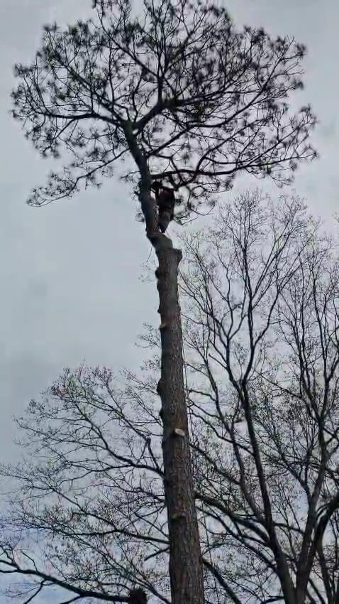 Hermanos Tree service LLC photo 2